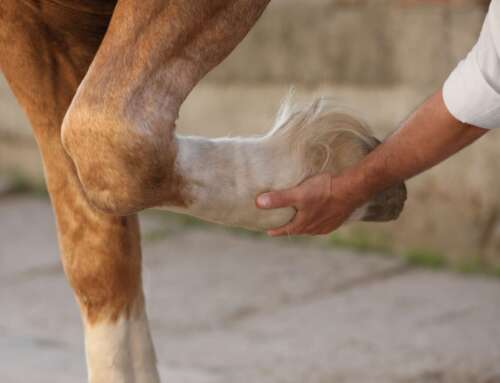 Come riconoscere i segnali di dolore nel cavallo?